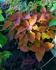 Coleus plant. Beautiful coleus flower, bright yellow and red leaves. Flowers in the garden. Floriculture. A flowerbed with decorative flowers. Gardening. Colorful plant in the garden. Coleus in a pot - 753209558