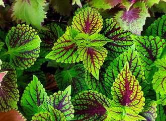 Coleus plant. Beautiful coleus flower, bright yellow and red leaves. Flowers in the garden. Floriculture. A flowerbed with decorative flowers. Gardening. Colorful plant in the garden. Coleus in a pot - 753209559
