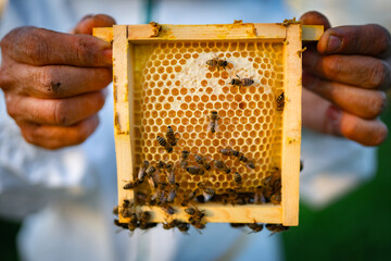 honey production and bees honey 