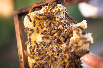 honey production and bees