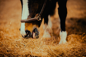 The muzzle of a Bay horse that eats hay in a farm. Animal husbandry and agriculture. Care for...