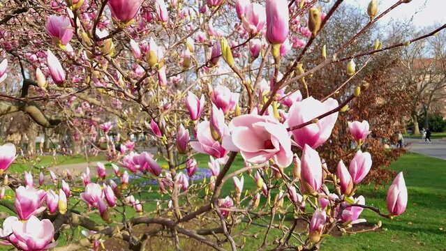 Mulan magnolia, its scientific name is Magnolia liliflora near the City Hall of Szeged