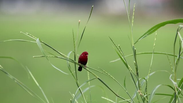 Nature wildlife footage of Red Avadavat (Amandava amandava) sitting on a green grass