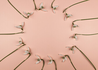 Top view of white snowdrops on pink background. Creative spring flowers circle flat lay. Copy space.