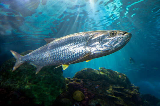 Atlantic tarpon - Megalops atlanticus. - Powered by Adobe