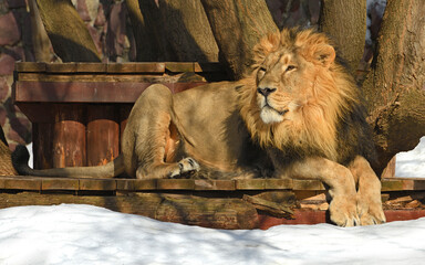 Portrait of Asiatic lion, also known as Persian lion in winter