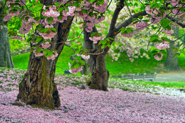Central Park in spring,cherry trees in bloom