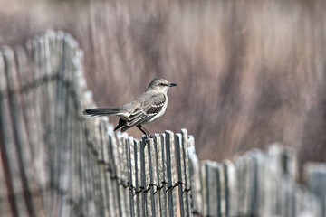 gray catbird ,Dumetella carolinensis,