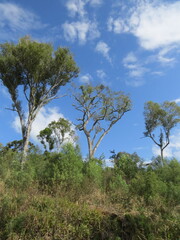 Obraz premium Imagens variadas da natureza