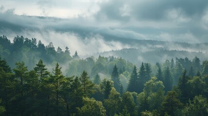 Dense Forest Under Cloudy Sky