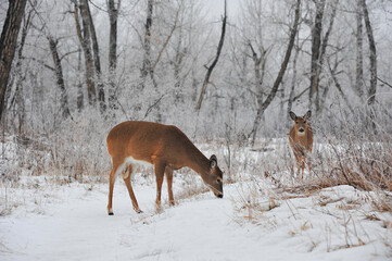 two doe White Tail deer in the snow park forest