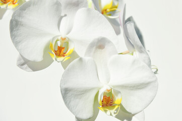 Naklejka na ściany i meble white orchid flower bloom isolated on white