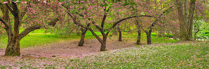 Central Park in spring,cherry trees in bloom