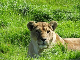 Löwe in Südafrika