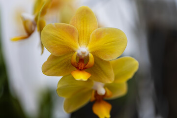 Beautiful colorful Orchid flower. Photo with nice bokeh