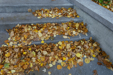 autumn leaves on the ground