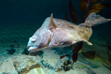 European plaice fish -  Pleuronectes platessa