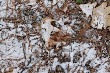 bark of a tree