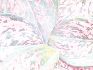 Top View of  extremely highlighted flowers suitable for text or background