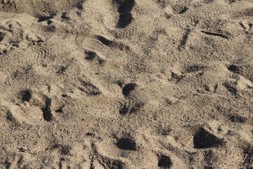 footsteps in the sand