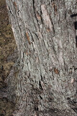 bark of a tree