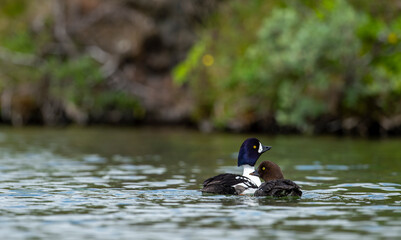 Goldeneye (Bucephala clangula) is a medium-sized marine duck species from the Anatidae family. Its close relative is Bucephala islandica. Its Turkish name is; golden eye