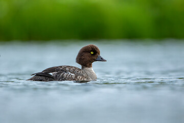 Goldeneye (Bucephala clangula) is a medium-sized marine duck species from the Anatidae family. Its close relative is Bucephala islandica. Its Turkish name is; golden eye