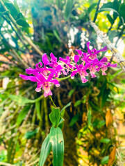 Beautiful purple color orchid flowers