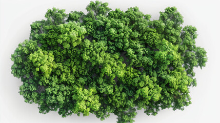 
Top view of dense green foliage trees, isolated on transparent background