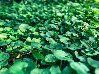 Centella asiatica leaves closeup photography