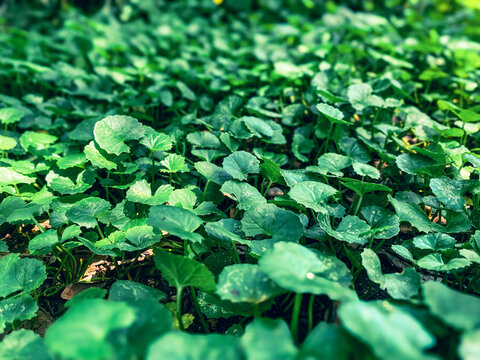 Centella asiatica leaves closeup photography