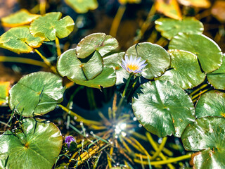Beautiful lotus flower pond with a purple color lotus flower