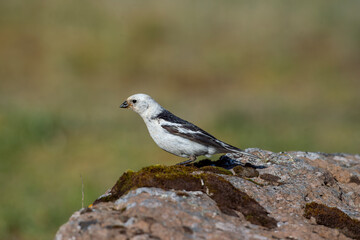 Snow Bunting, Plectrophenax nivalis, Greenland birds (Pied Chinte)