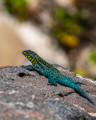 Naklejka na ściany i meble lagarto de espalda mirando hacia la izquierda con tonos de colores verdes turquesa y amarillo 