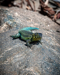 Naklejka na ściany i meble lagarto mirando de frente encima de una roca con colores turquesa verde y amarillo