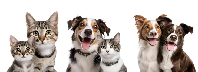 Dogs and Cats United: A Friendly Set of Dog, Puppy, Cat, Kitten for Banner Design, Isolated on Transparent Background, PNG