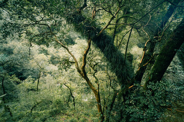 Cloud Forest in Argentina, panoramic view of the tropical jungle