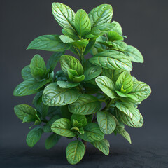 Fresh harvested green herbs. 