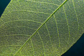 leaf texture close-up. skeleton leaf macro