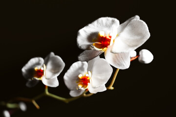 Captivating Solitary White Orchid with Bold Red Heart Amidst Shadows