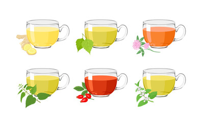 Set of herbal teas in glass cups. Vector cartoon illustration of ginger, birch leaf, nettle, lemon balm, clover and rosehip drink.