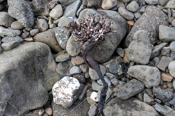Seaweed on the beach of Atlantic ocean, iceland