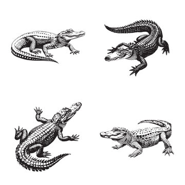 Alligator - black and white crocodiles on a white background