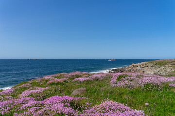 Armérie maritime en fleurs ornant le littoral breton. © Laurent