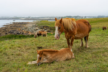 Dans un champ balayé par le vent, des chevaux bretons paisibles paissent face à l'immensité de l'océan, une scène empreinte de calme et de connexion avec la nature sauvage de la Bretagne.