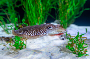 Cuttlefish  - Sepia officinalis