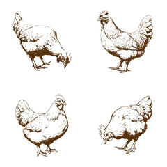 Set of hand drawn hens or chicken - Simple sketches of farm birds