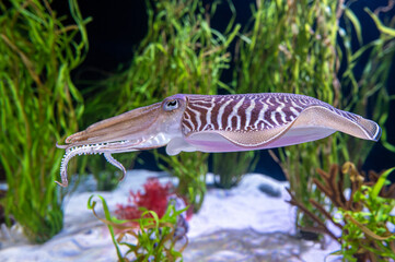 Cuttlefish  - Sepia officinalis