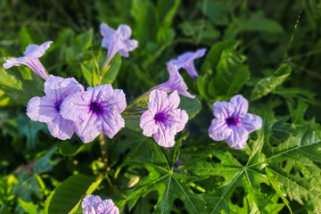 Obraz premium flowers in the garden