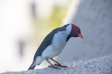 Yellow Billed Cardinal
